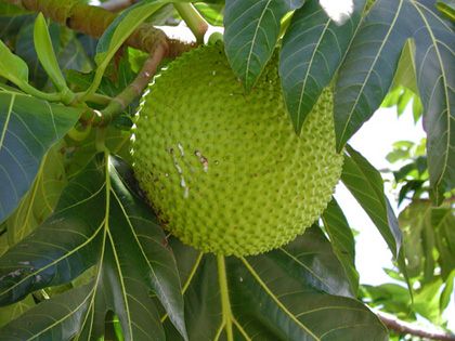 Medicinal_plants_breadfruit