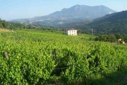 Caggiano-vineyards