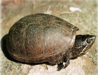 Wildlife_herps_musk-turtle
